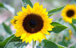 sunflower[菊科向日葵屬植物]