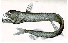 蝰魚