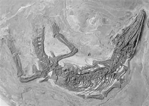 富源滇東鱷 富源滇東鱷