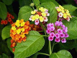 五色梅[馬鞭草科馬纓丹屬植物]