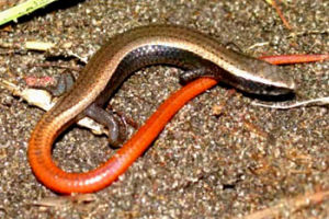 裸眼蜥科 裸眼蜥科