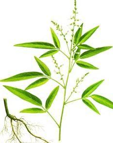 四川長柄山螞蝗 四川長柄山螞蝗