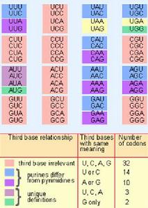 簡併鹼基 簡併鹼基