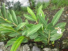 斑葉月桃 斑葉月桃