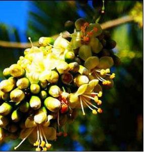 爪哇黃花棯 爪哇黃花棯