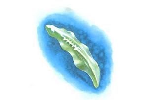 真渦蟲屬 真渦蟲屬