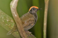 棕頂蟻鶇 棕頂蟻鶇