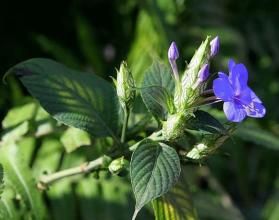 蘆莉花亞族 蘆莉花亞族