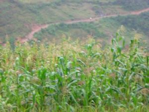 以把沖自然村 以把沖自然村