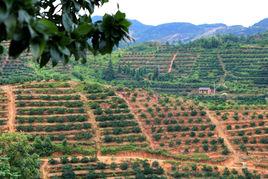 龍頭畲族村 龍頭畲族村
