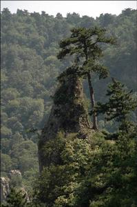 龍泉國家森林公園