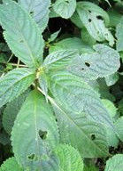 蘭葉大戟 蘭葉大戟