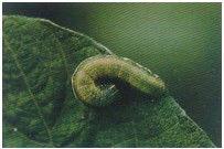 中胸氣門 中胸氣門