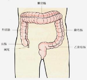 胃腸動力檢查學