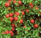 光澤栒子 光澤栒子