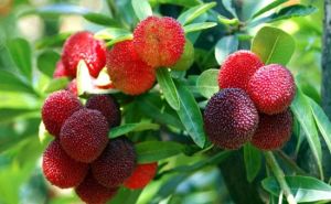 硬稈地楊梅(亞種) 硬稈地楊梅(亞種)