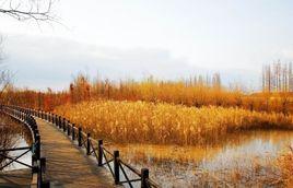 崇明島濕地 崇明島濕地