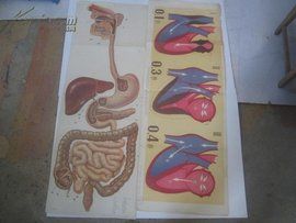 心動周期 心動周期