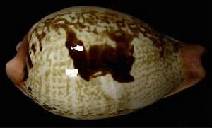 平瀨寶螺 平瀨寶螺