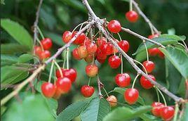 房縣櫻桃 房縣櫻桃