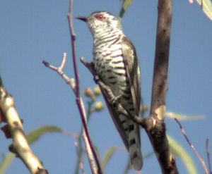 棕胸金鵑 棕胸金鵑