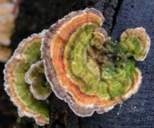 火雞尾蘑 火雞尾蘑