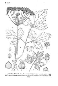 尾尖茴芹 尾尖茴芹