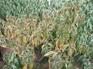 桃樹圓斑根腐病 桃樹圓斑根腐病