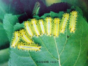 雙齒綠刺蛾 雙齒綠刺蛾