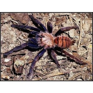 亞洲地老虎 亞洲地老虎