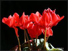 幾種主要顏色的仙鶴來