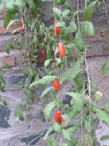 紅根一枝花 紅根一枝花