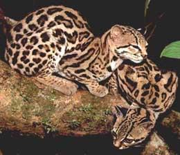 長尾虎貓 長尾虎貓