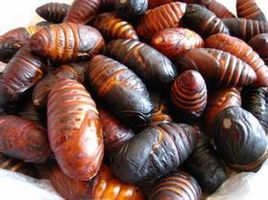 小蜂兒茶 小蜂兒茶