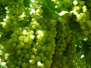 白羽葡萄