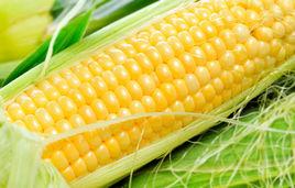 中國甜玉米之鄉 中國甜玉米之鄉
