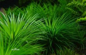 谷精草科 谷精草科