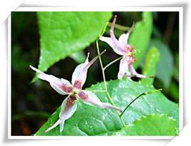 強莖淫羊箱 強莖淫羊箱