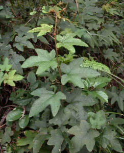 柔毛尖葉懸鉤子 柔毛尖葉懸鉤子