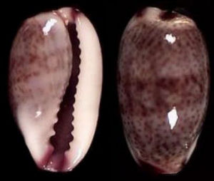 馬葵寶螺 馬葵寶螺