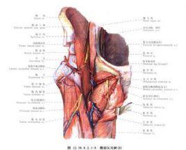 髂嵴松解術 髂嵴松解術