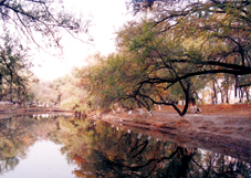 榆樹崴子 榆樹崴子