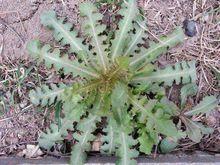 苦碟子[菊目菊科植物]