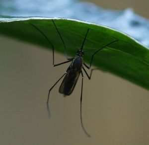 白腹叢蚊 白腹叢蚊