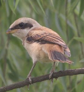 （圖）灰背伯勞
