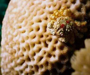 艾氏角星珊瑚
