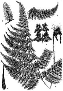 大囊紅腺蕨 大囊紅腺蕨