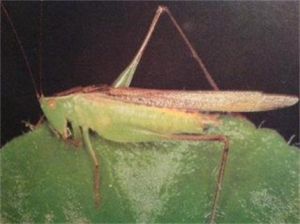 斑翅草螽 斑翅草螽