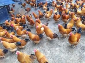 信宜三黃雞 信宜三黃雞