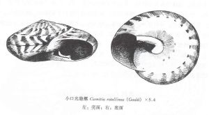 小口光隱螺 小口光隱螺